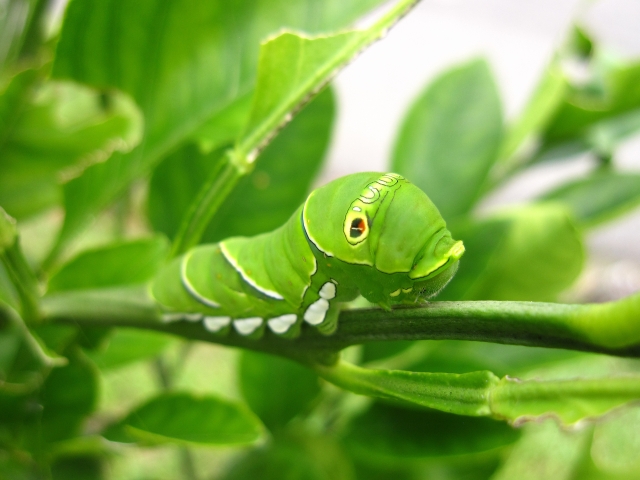 「寄生虫人生」を考える、私は寄生虫になることを勧める（仕事編）