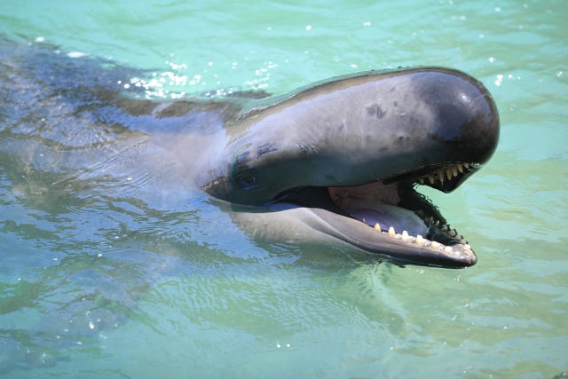 ＩＷＣ脱退は展望のある選択だ